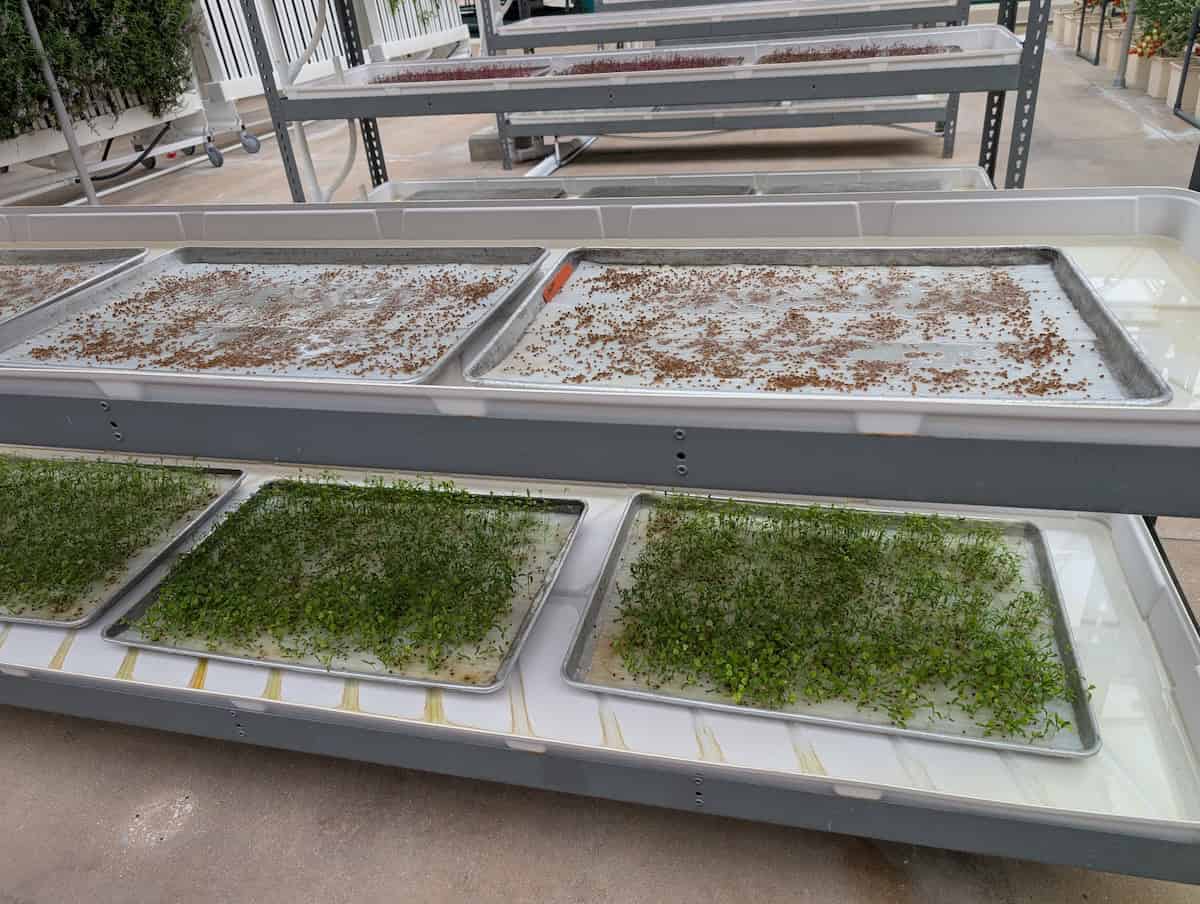 Microgreens - EPCOT Food & Wine Festival 2025: Behind the Seeds, Test Track, and Tiffany
