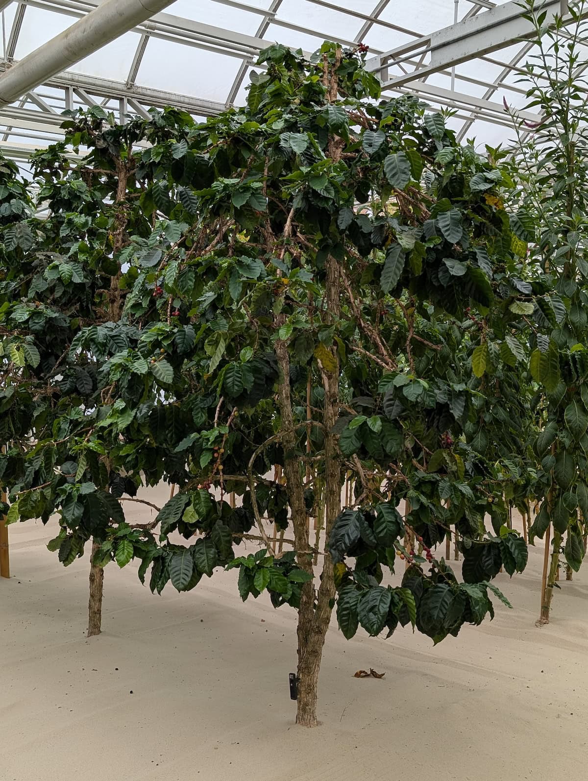 Growing in Sand - EPCOT Food & Wine Festival 2025: Behind the Seeds, Test Track, and Tiffany