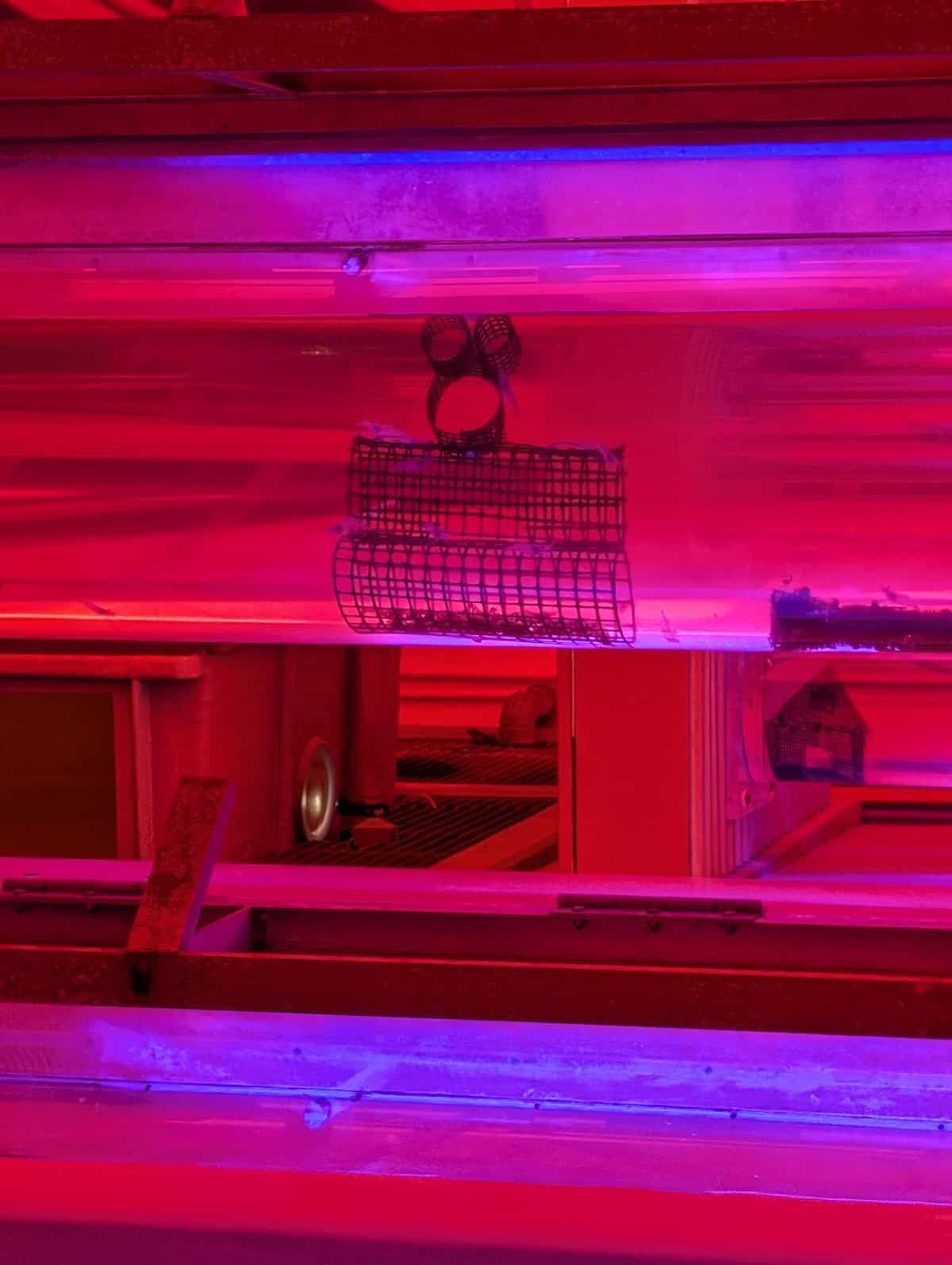 Hidden Mickey - EPCOT Food & Wine Festival 2025: Behind the Seeds, Test Track, and Tiffany