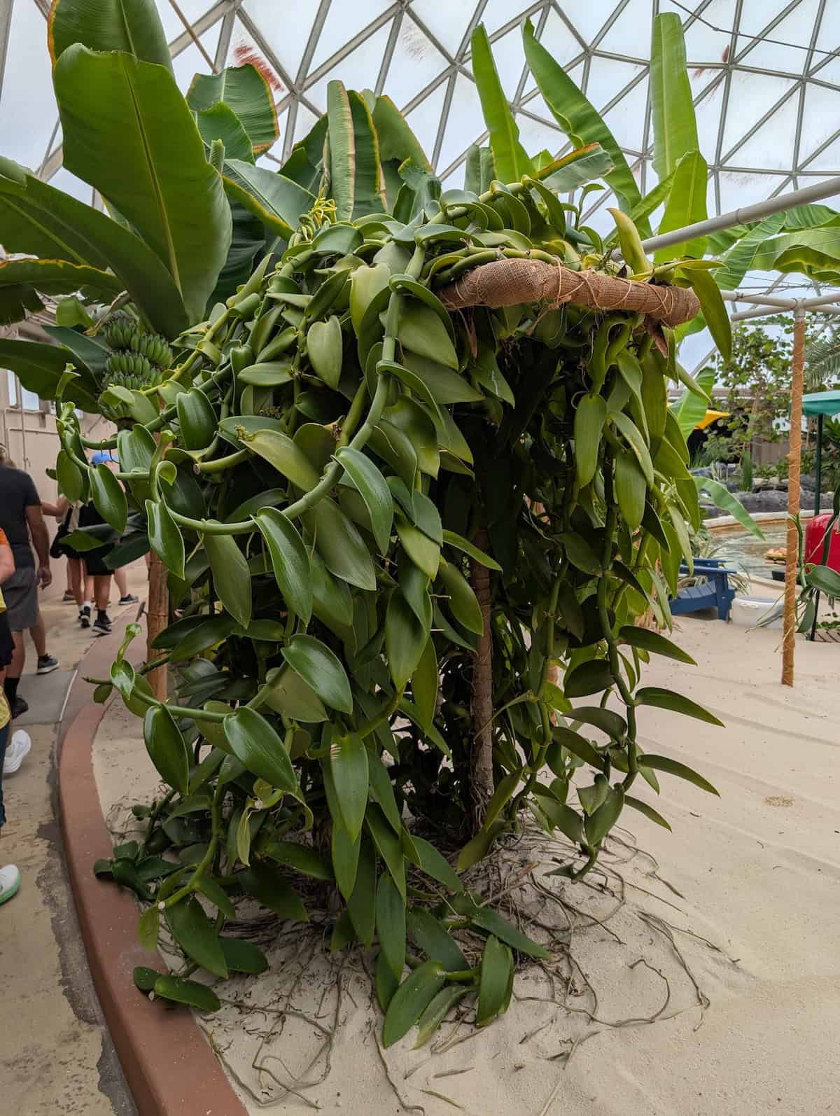 Vanilla - EPCOT Food & Wine Festival 2025: Behind the Seeds, Test Track, and Tiffany