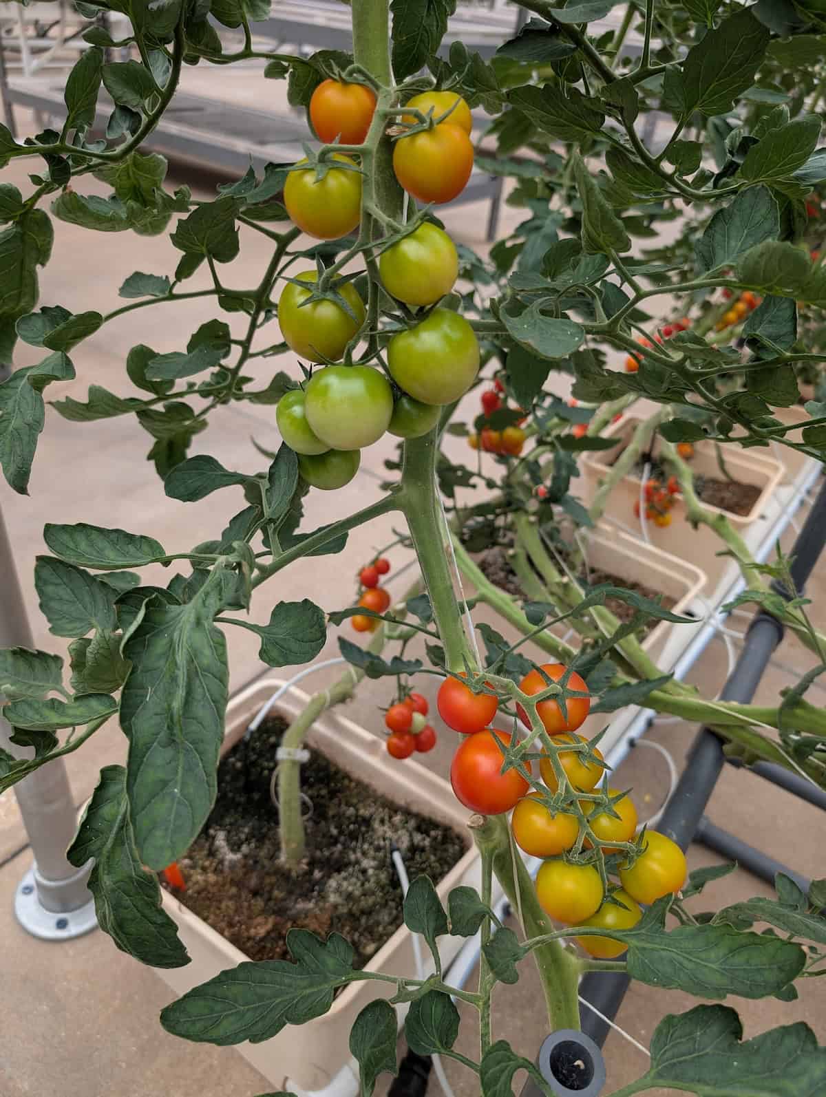 Tomatoes - EPCOT Food & Wine Festival 2025: Behind the Seeds, Test Track, and Tiffany