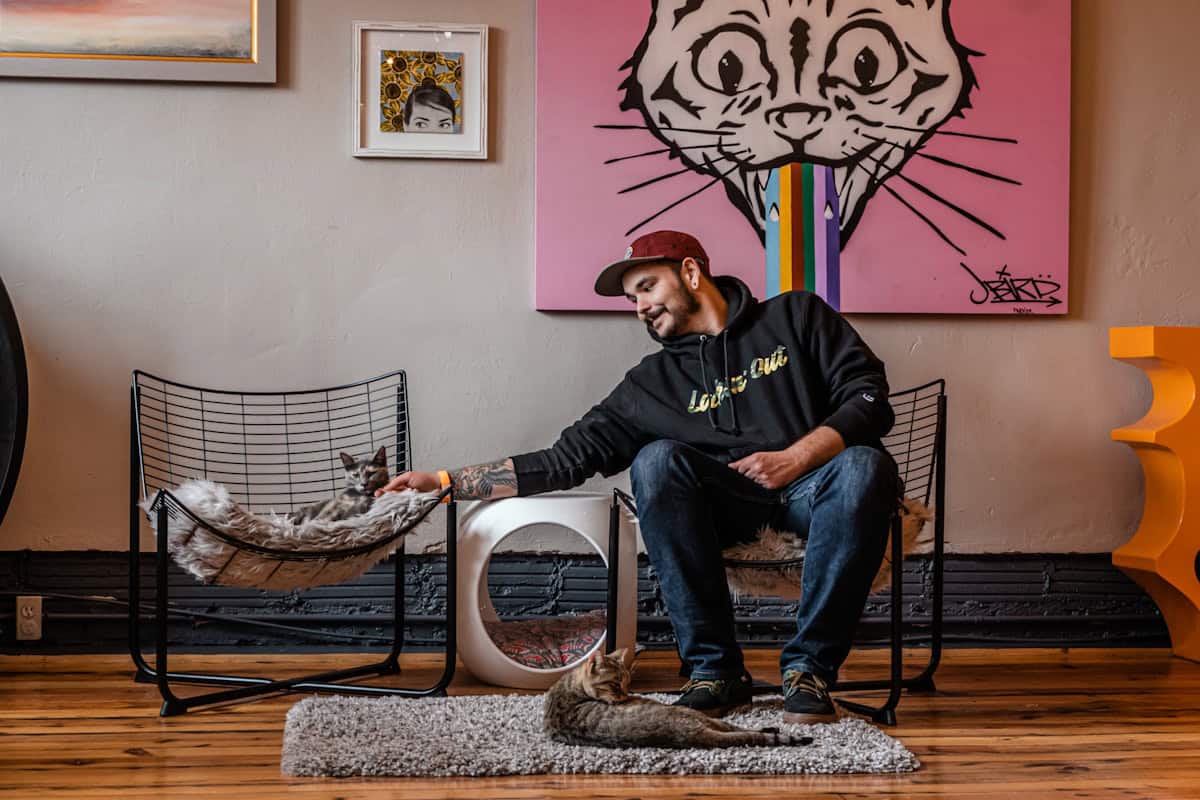 The Best Cat Café Cities for Every Personality Type