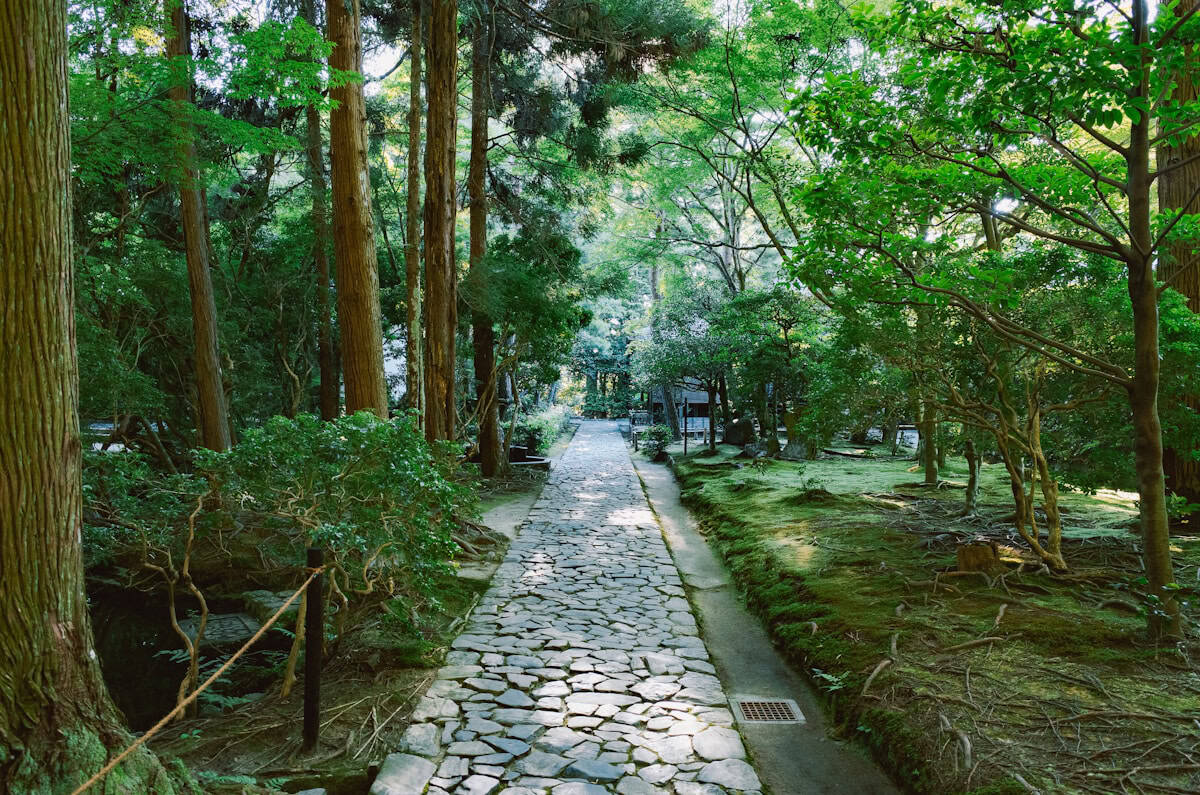 Stone path through a lush green forest