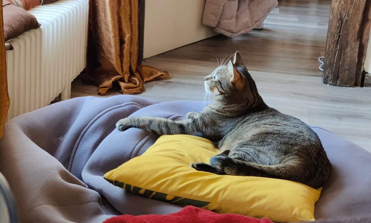 a cat laying on top of a yellow pillow