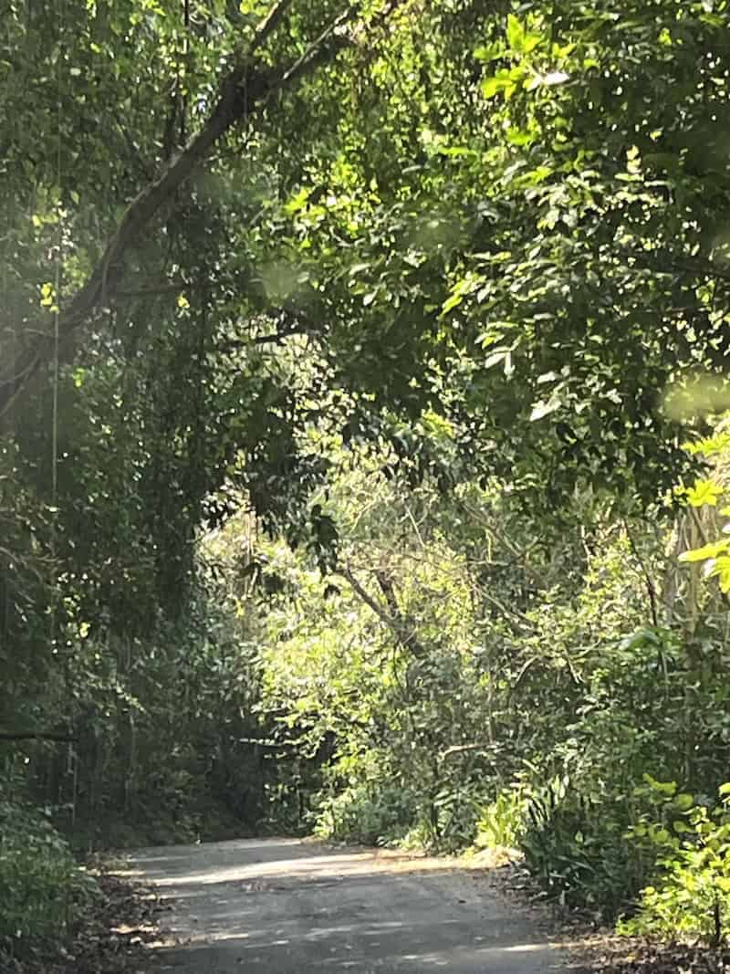 Tropical Rain Forest Road - Visiting the Virgins: St. Croix in the USVI - Frayed Passport