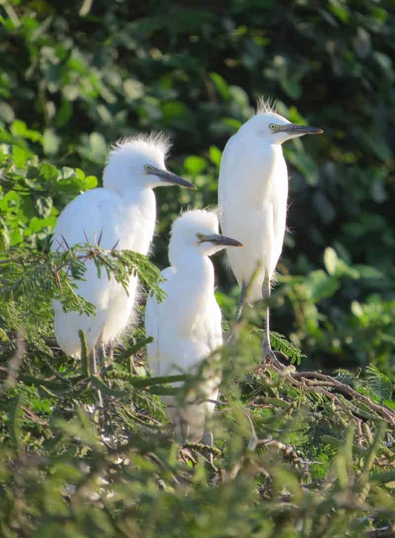 Three Egrets - Visiting the Virgins: St. Croix in the USVI - Frayed Passport