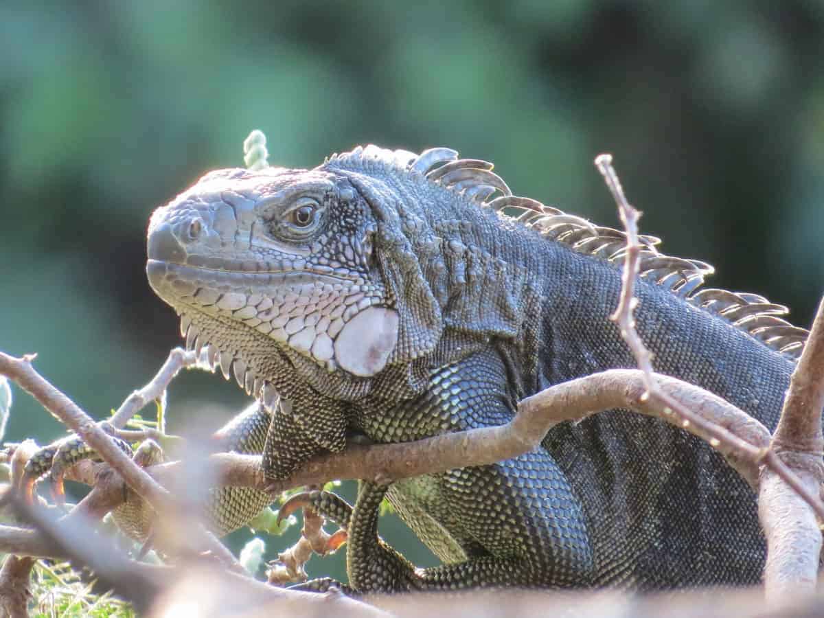Iguana - Visiting the Virgins: St. Croix in the USVI - Frayed Passport