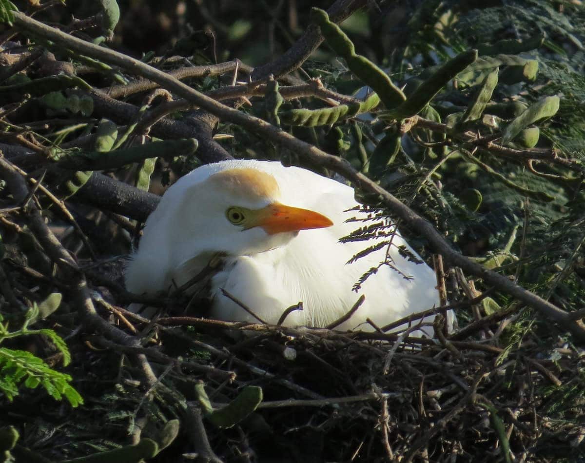 Nesting Egret - Visiting the Virgins: St. Croix in the USVI - Frayed Passport