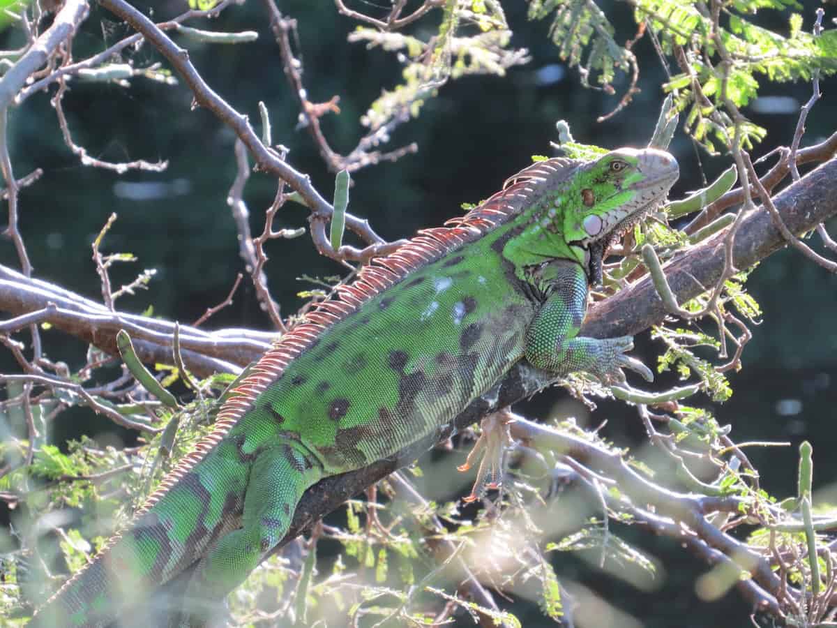 Iguana -Visiting the Virgins: St. Croix in the USVI - Frayed Passport