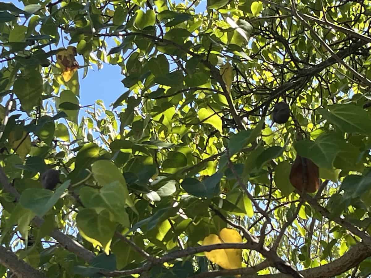 Manchineel - Visiting the Virgins: St. Croix in the USVI - Frayed Passport
