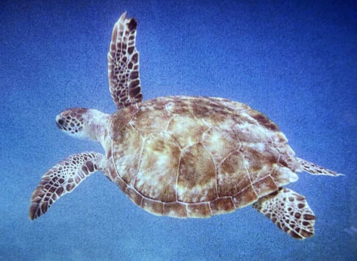 Sea Turtle - Visiting the Virgins: St. Croix in the USVI - Frayed Passport
