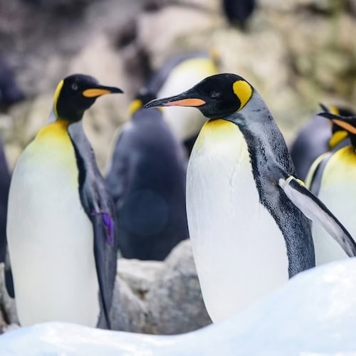 Destinations - Antarctica - Frayed Passport