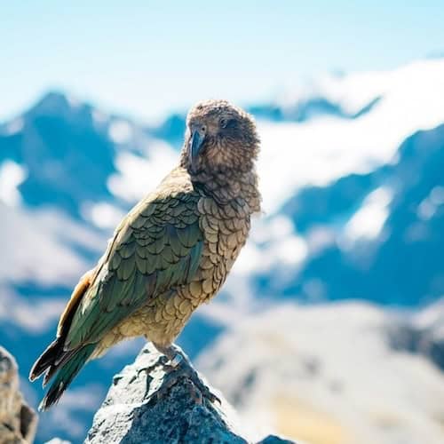 Destinations - Oceania - Frayed Passport