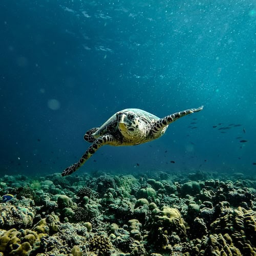 Live - Sustainable Travel - Frayed Passport