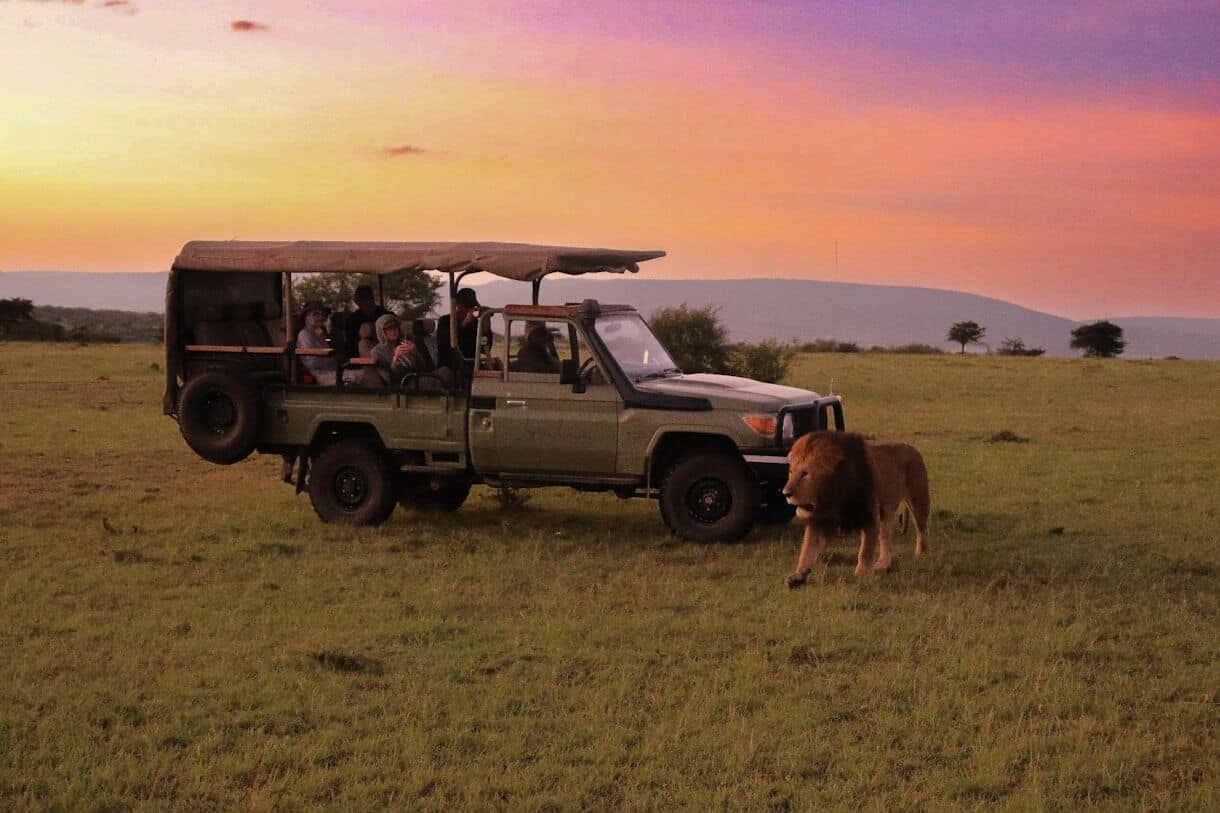 a safari vehicle with passengers and a lion in the grass