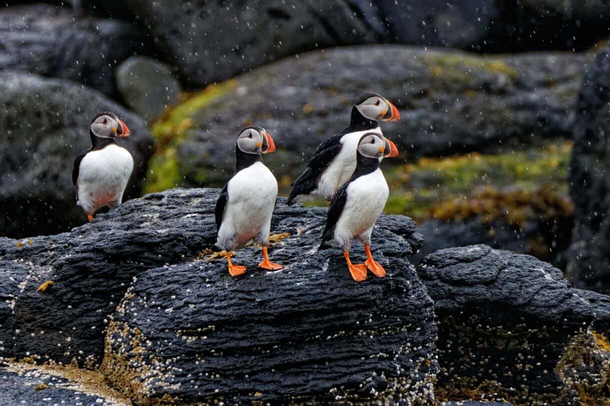 Iceland - Coolcations: Travel to Stay Cool While Temps Rise - Frayed Passport 