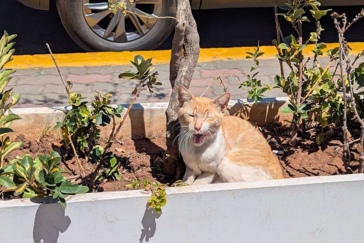 Cats of Casablanca - Frayed Passport