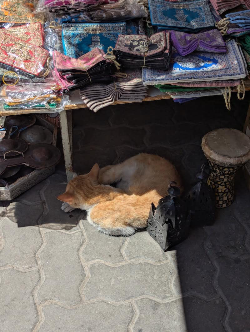 Cats of Casablanca - Frayed Passport