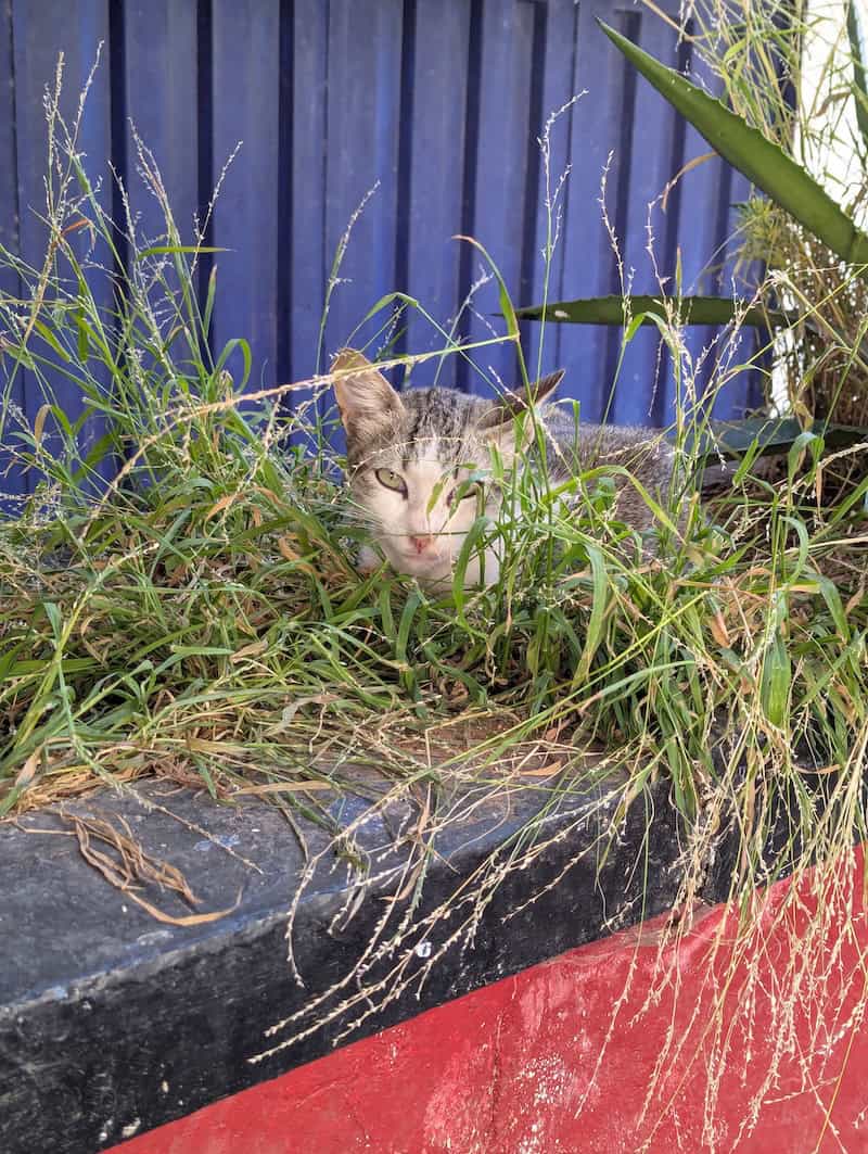 Cats of Casablanca - Frayed Passport