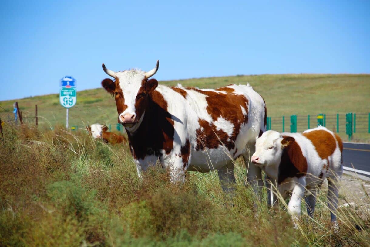 10 Family Road Trip Stops Fun For Kids - And Where Adults Won't Be Bored Either - Frayed Passport - Cows grazing in a grassy field near a road.