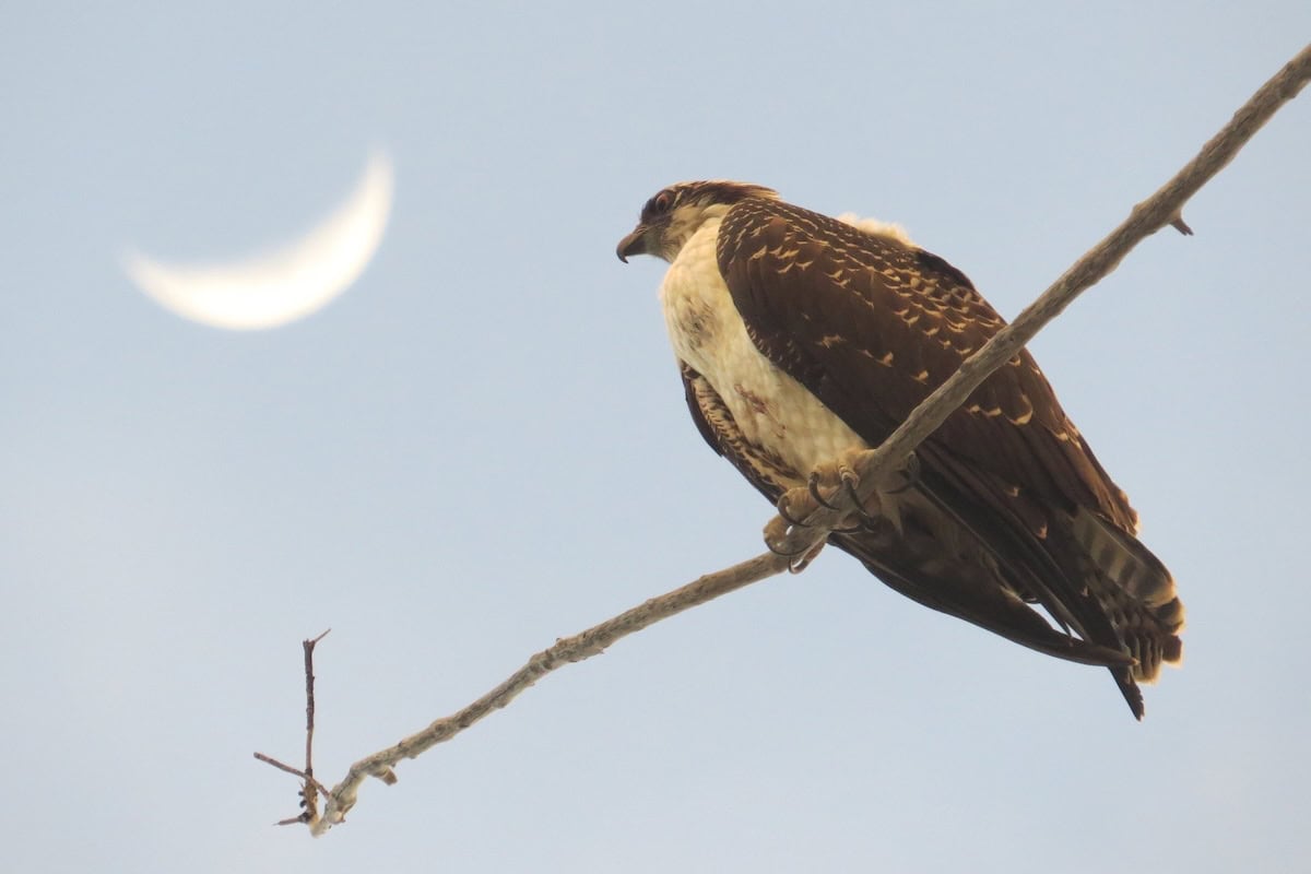 Hope Springs Eternal: Biking, Birding and Bathing in Central Florida - Frayed Passport - Osprey
