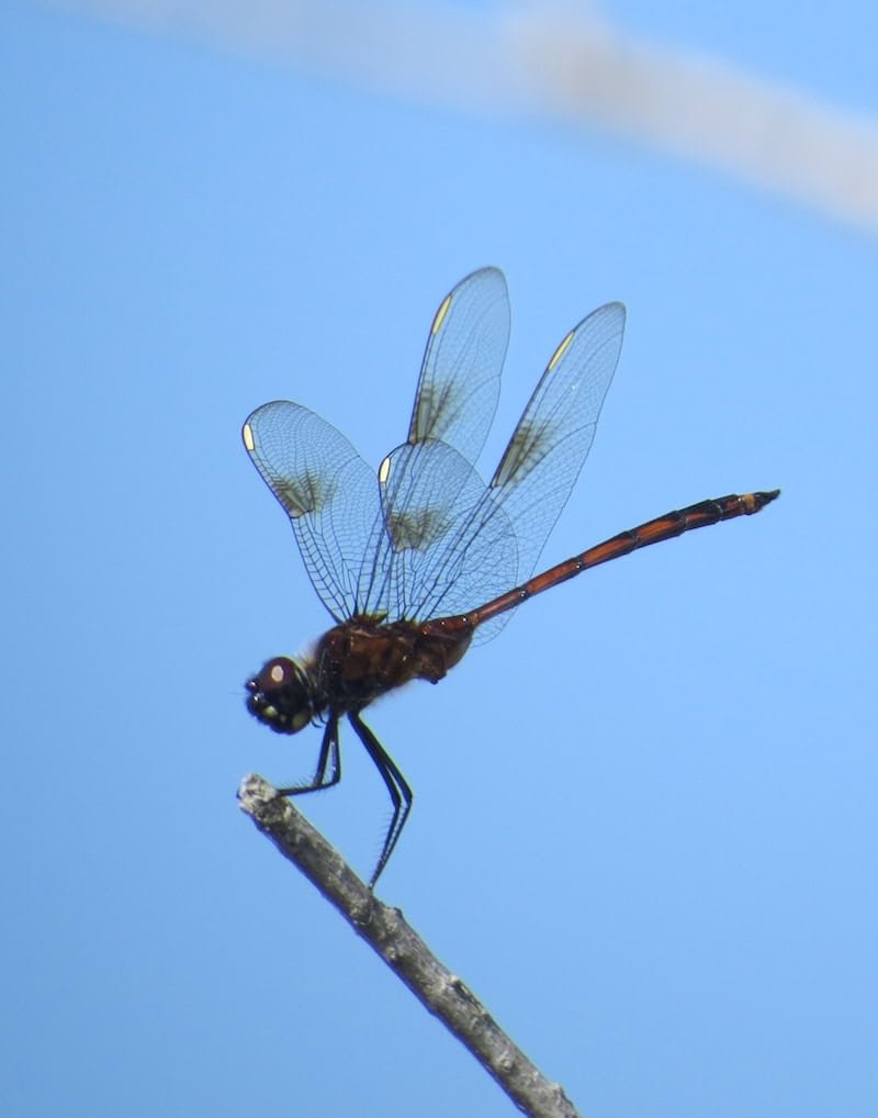 Hope Springs Eternal: Biking, Birding and Bathing in Central Florida - Frayed Passport - Dragonfly