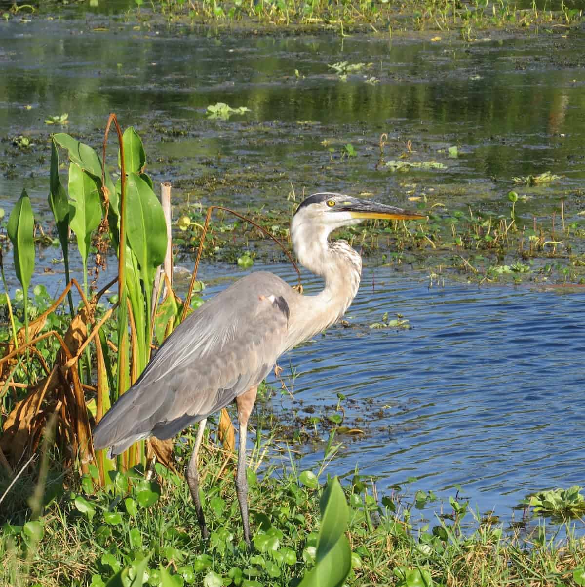 Hope Springs Eternal: Biking, Birding and Bathing in Central Florida - Frayed Passport - Great Blue Heron