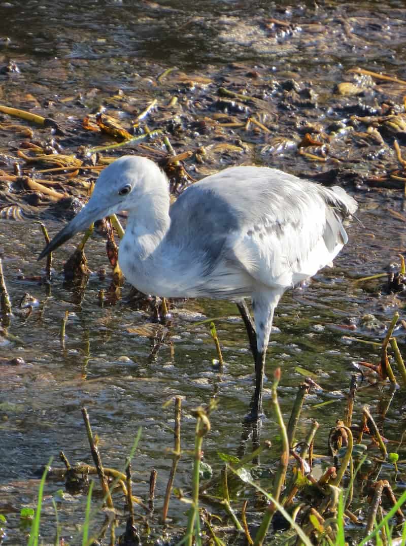 Hope Springs Eternal: Biking, Birding and Bathing in Central Florida - Frayed Passport - Juvenile Blue Heron