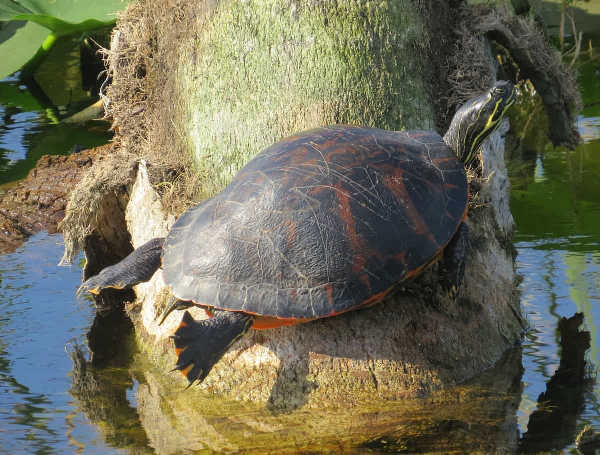 Hope Springs Eternal: Biking, Birding and Bathing in Central Florida - Frayed Passport - Turtle