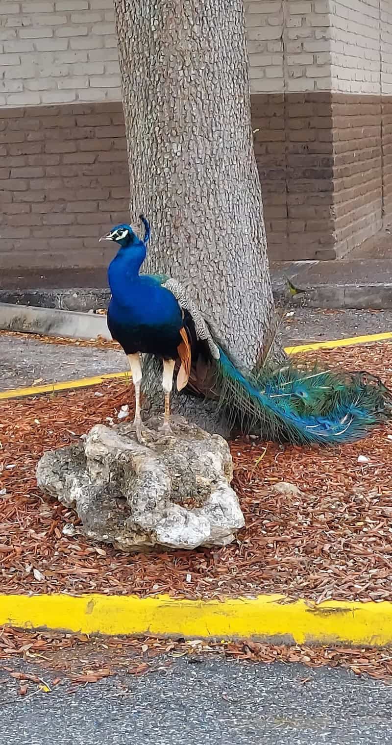 Hope Springs Eternal: Biking, Birding and Bathing in Central Florida - Frayed Passport - Burger King Peacock